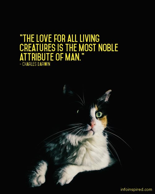 12 WhatsApp DP - THE LOVE FOR ALL LIVING CREATURES IS THE MOST NOBLE ATTRIBUTE OF MAN